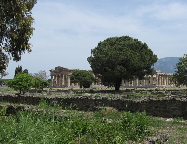 Euphorbia terracina